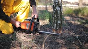 Best Tree Mulching  in Deltona, FL